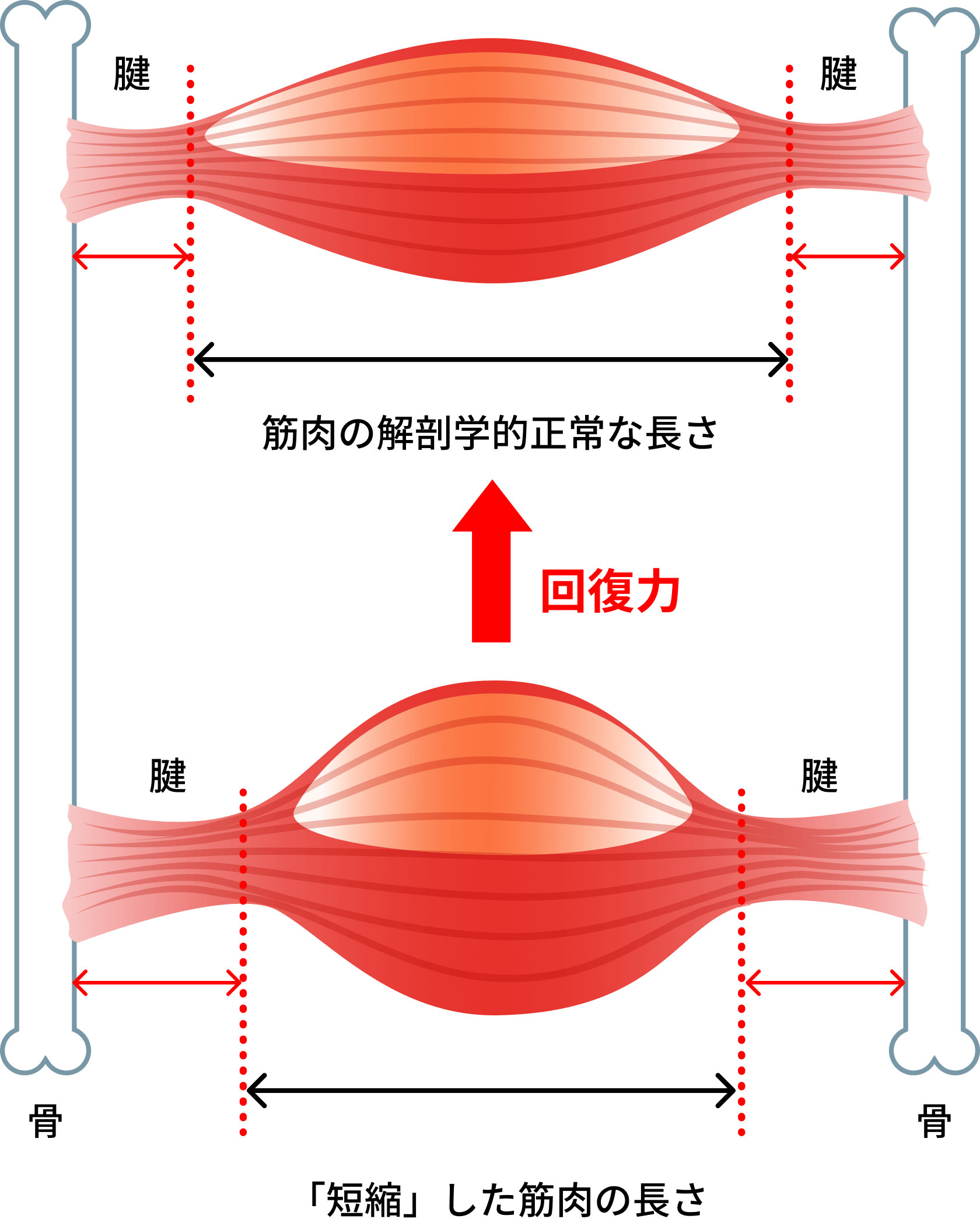 筋肉図