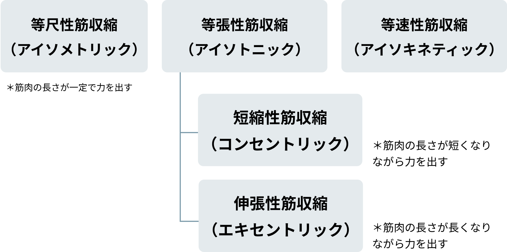 筋肉の収縮様式とトレーニングの関係図